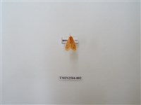 藏品(三條橙燈蛾)的圖片